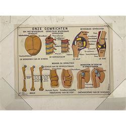 Five early 1980s Dutch medical posters, double sided decorated with colourful label anatomical diagrams, marked Hebri, Holland, W70cm H92cm