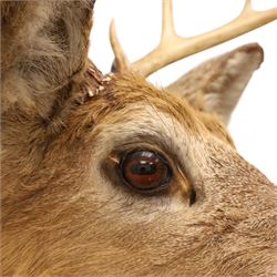 Taxidermy - White-tailed Deer (Odocoileus virginianus), adult male stag shoulder mount looking outward, eight-point antlers mounted on wooden shield, H86cm 