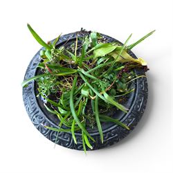 Victorian design cast iron garden centrepiece urn, egg and dart rim on tapering column, square plinth base, planted