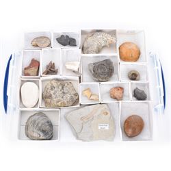 Collection of seventeen various fossils,