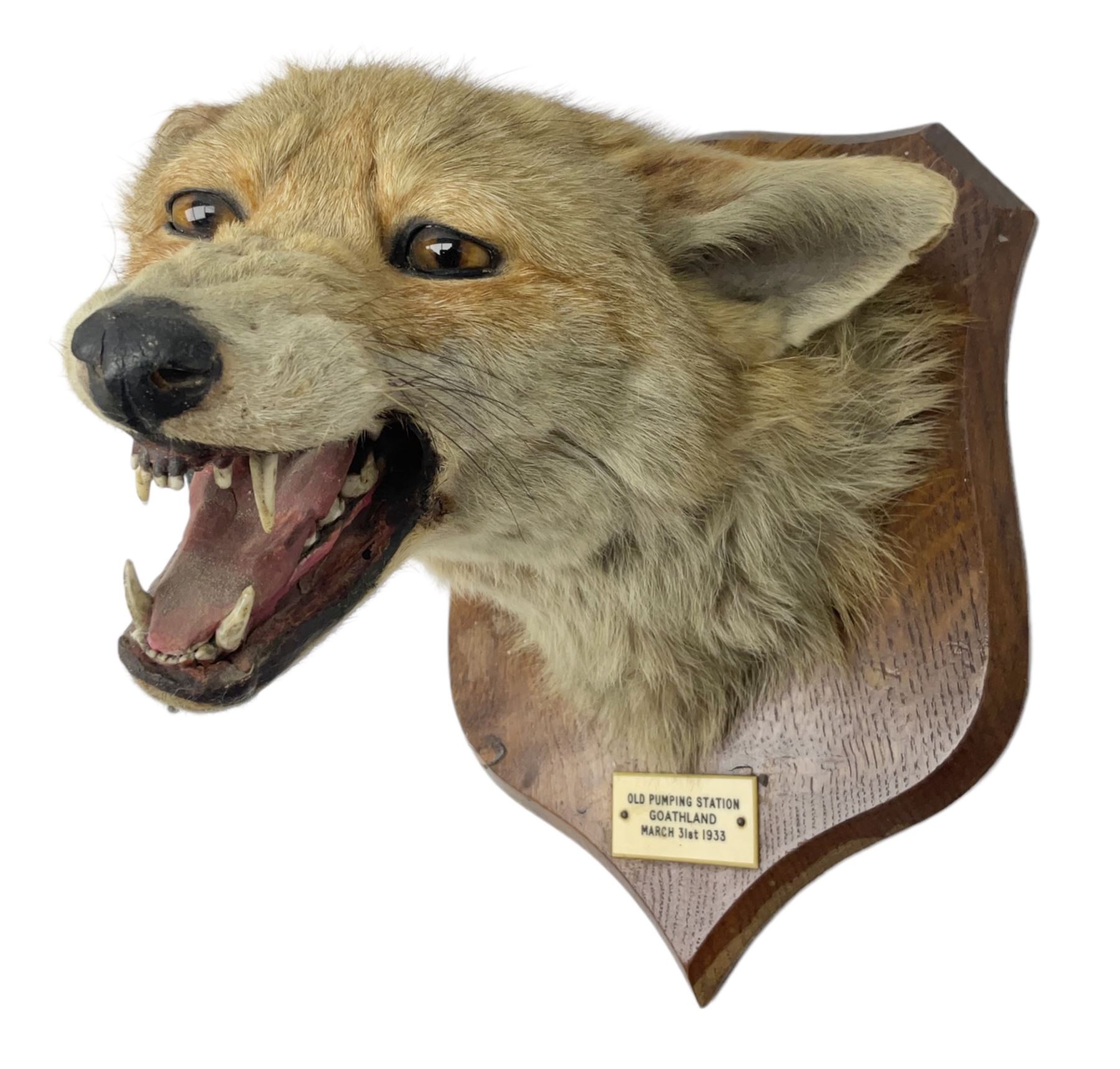 Taxidermy; Red Fox Mask (Vulpes vulpes) by Peter Spicer & Sons, Leamington, head turned to the left in snarling pose on oak shield with plaque 'Old Pumping Station Goathland March 31st 1933'