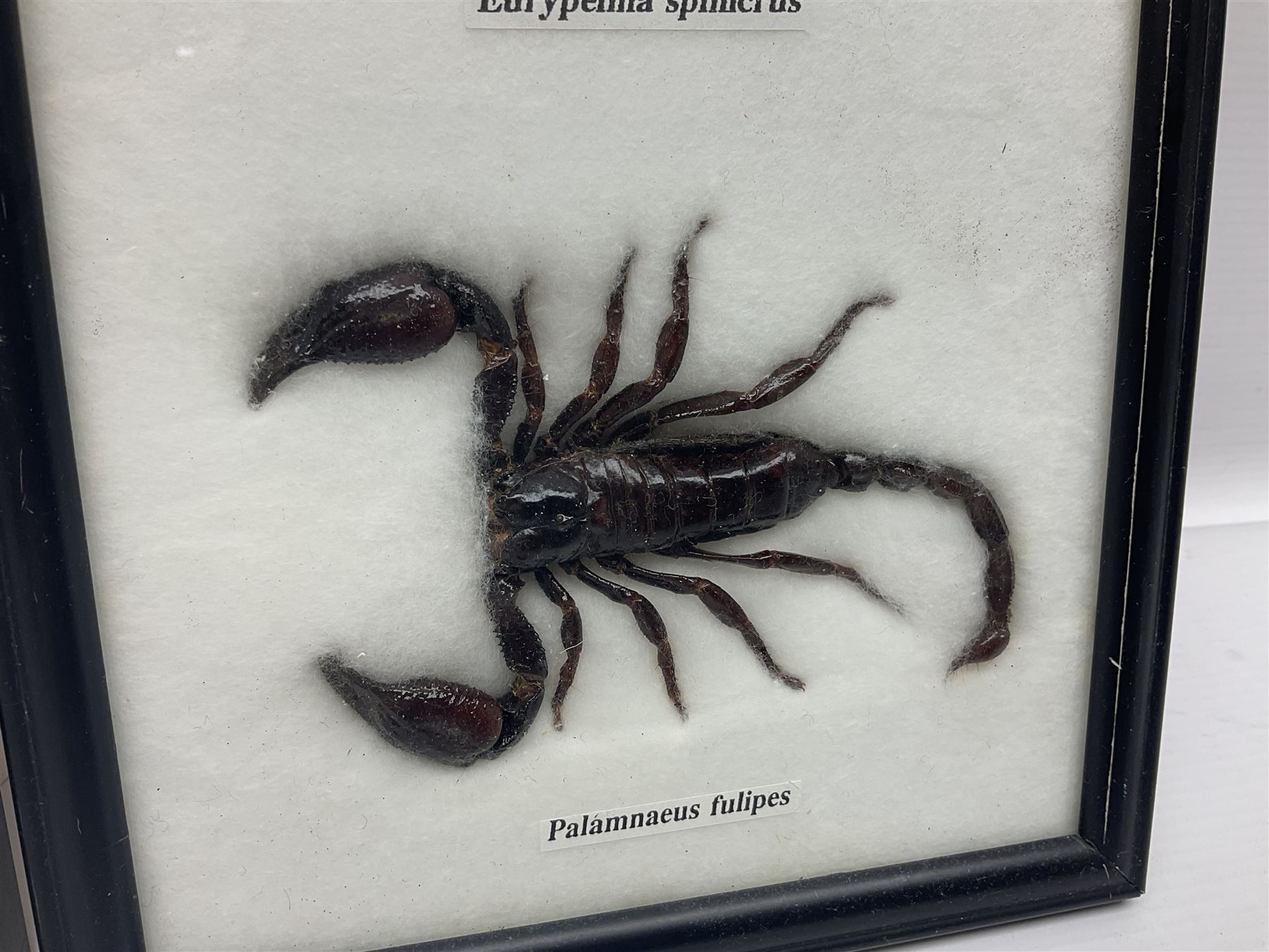 Entomology: Framed set of three specimens comprising two Giant Forest Scorpions (palamnaeus fulvipes) and a Tarantula (eurypeima spinicrus), together with another framed Giant Forest Scorpions (palamnaeus fulvipes)