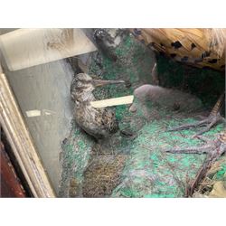 Taxidermy; cased bird diorama, to include Red-neck Pheasants (Phasianus colchicus) adult mounts hen and cock, Common Kestrel (Falco tinnunculus), Common Blackbird (Turdus merula), Starling (Sturnus vulgaris) and others,  in a naturalistic setting, encased within a single pane display case, H66cm, L97cm