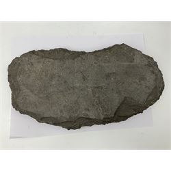 Cleoniceras opalised ammonite upon a slate display matrix, with metal stand, age; Cretaceous period, location; Madagascar, matrix H16cm, L32cm