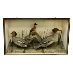 Taxidermy: female Goosander (Mergus Merg