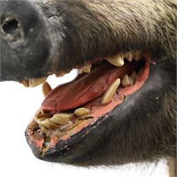 Taxidermy - Wild Boars head on oak wall shield H65cm