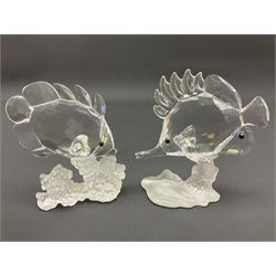 Swarovski Crystal sea creatures, comprising lion fish and dolphin, both with coloured elements, together with two seahorses, two small fish groups, butterfly fish, longnose butterfly fish and six coloured shells, tallest H8.5cm