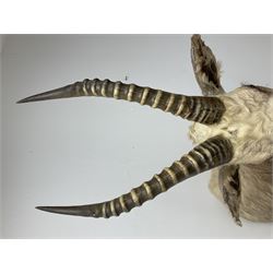 Taxidermy: White Blesbok (Damaliscus pygargus phillipsi), light coloured shoulder mount, approximately H85cm