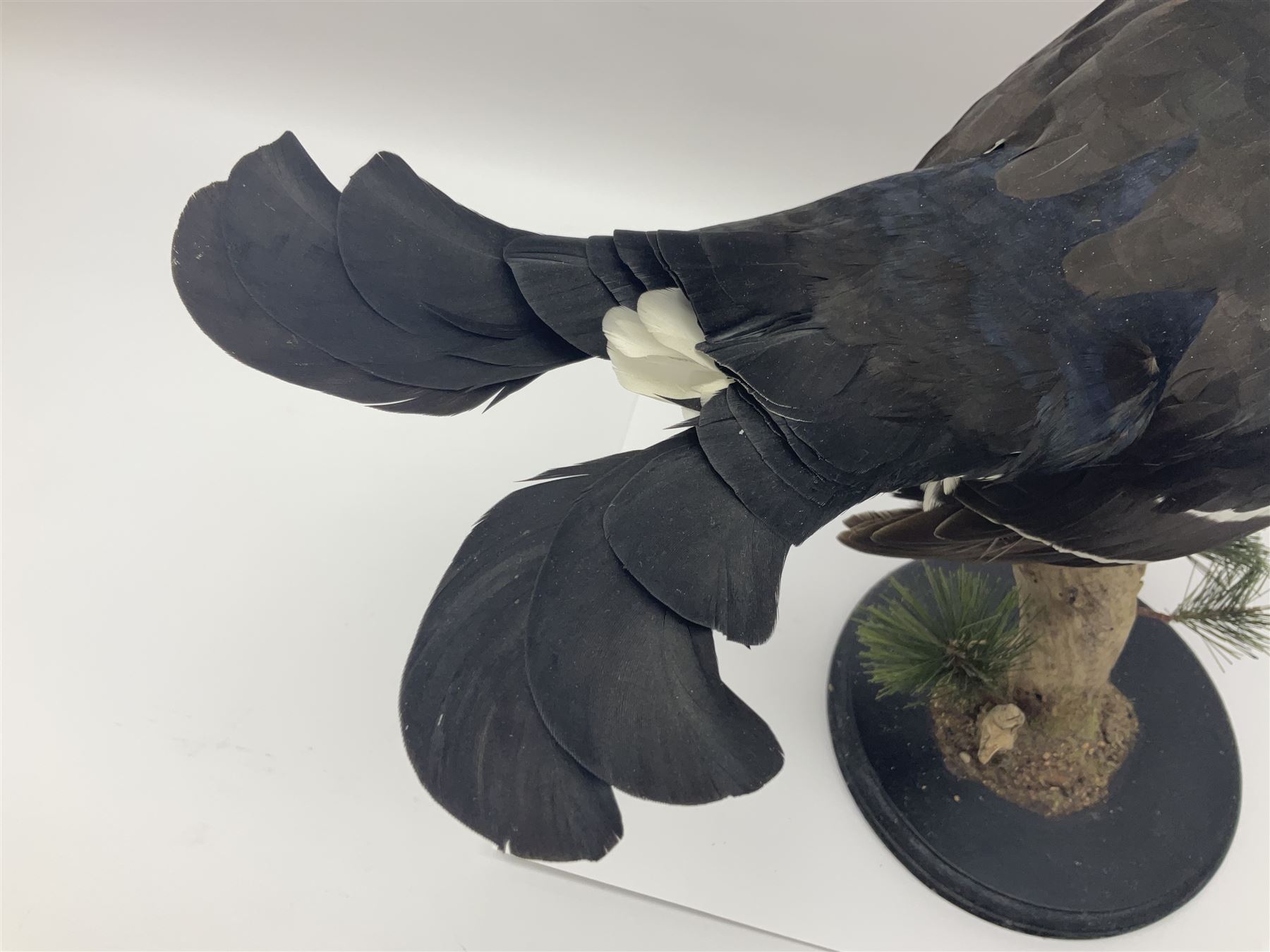Taxidermy: Black Grouse (Lyrurus tetrix), full mount adult cockbird, open display perched upon a branch, H48cm