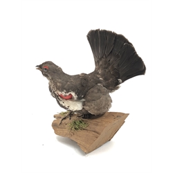  Taxidermy - Pair of Dusky Grouse, naturisticly mounted on branches, H46cm max (2)  
