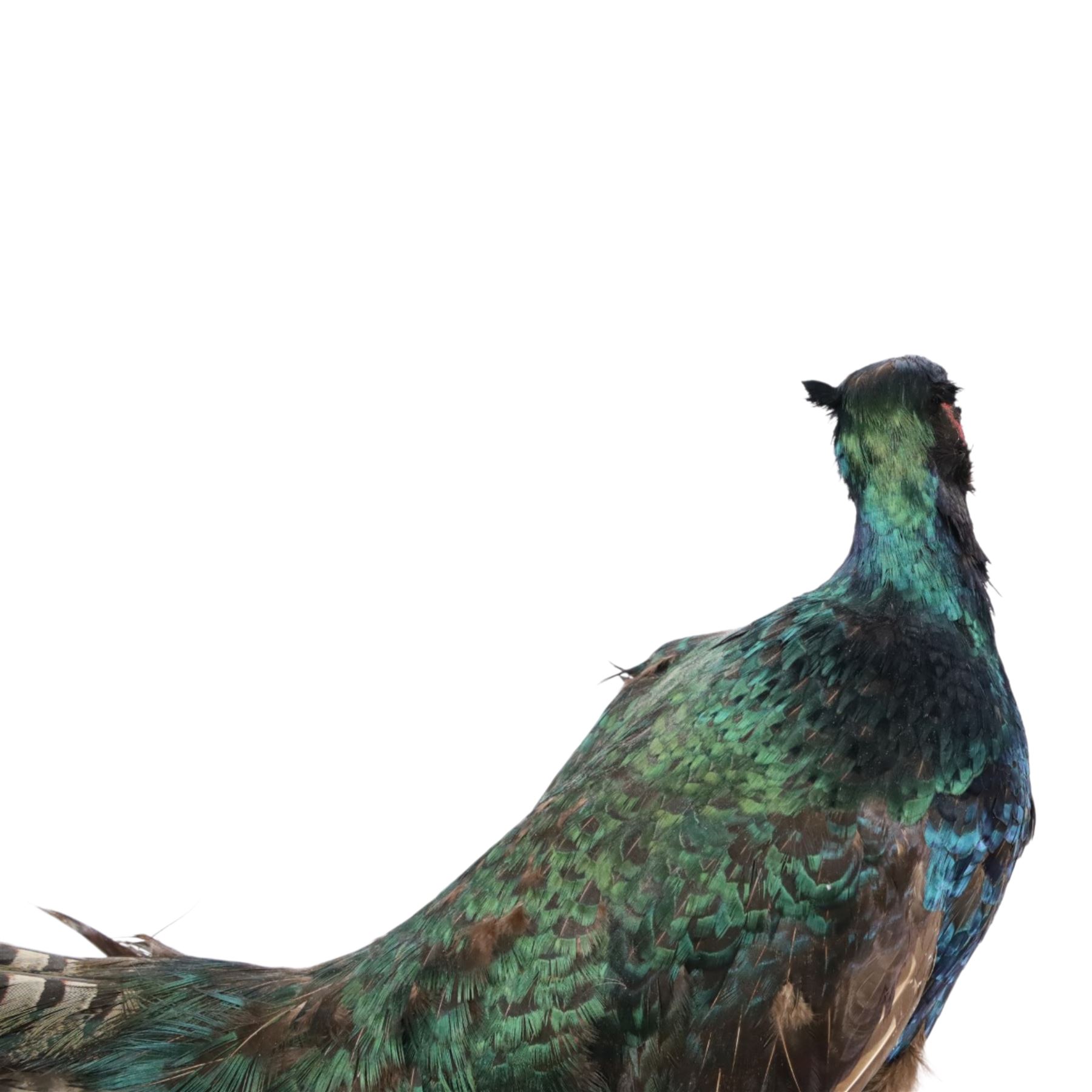 Taxidermy: Red Grouse (Lagopus lagopus) and Melanistic Cock Pheasant (Phasianus colchicus), roe deer shoulder mount (Capreolus capreolus)