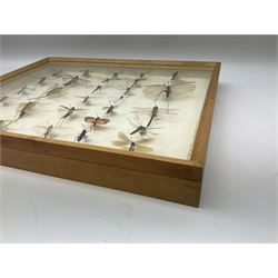 Entomology: Glazed entomology collector's drawer display of various Australian and African Locusts and Dragonflies, twenty-eight assorted specimens, collected from various regions of Australia and Africa, each with attached data labels, H42cm, L51cm