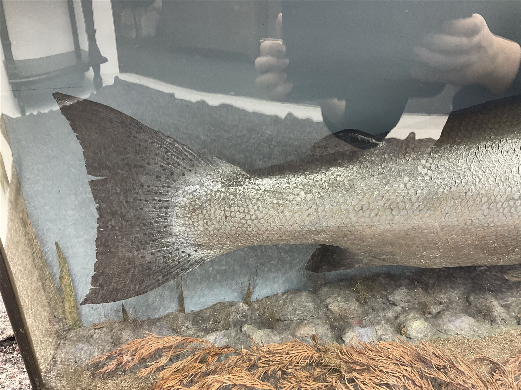 Taxidermy: Large Scottish Salmon (Salmo salar), circa 1885, set above a pebbled river bed with reeds and ferns, against blue painted back drop, enclosed within an ebonised bow-front display case, with paper label verso 'Cased by P.D Malloch, Male salmon 52lbs from the Tay June 1907 first return from the sea, in page 123 Book Life History & Habits of the Salmon Sea Trout & Other Freshwater Fish by P D Malloch 1912, Researched by Fred Buller', L140cm H49cm D33cm

