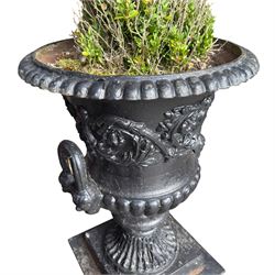 Pair of Victorian cast iron campana form garden urns, the gadrooned flared edge over a scrolling acanthus relief body, with twin male mask handles to each side, over a lobed underbelly with fluted socle, the rectangular pedestals with relief floral garlands and stepped base, in rustic black-painted finish, planted