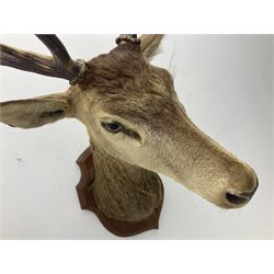 Taxidermy: Red Deer (Cervus elaphus), adult male stag neck mount looking straight ahead, ten point antlers, mounted upon a shaped wooden shield, D64cm
