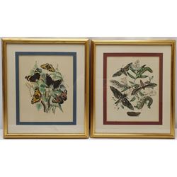 Botanical Studies, set six hand-coloured engravings, together with four further prints of birds, max 24cm x 17cm (10)
