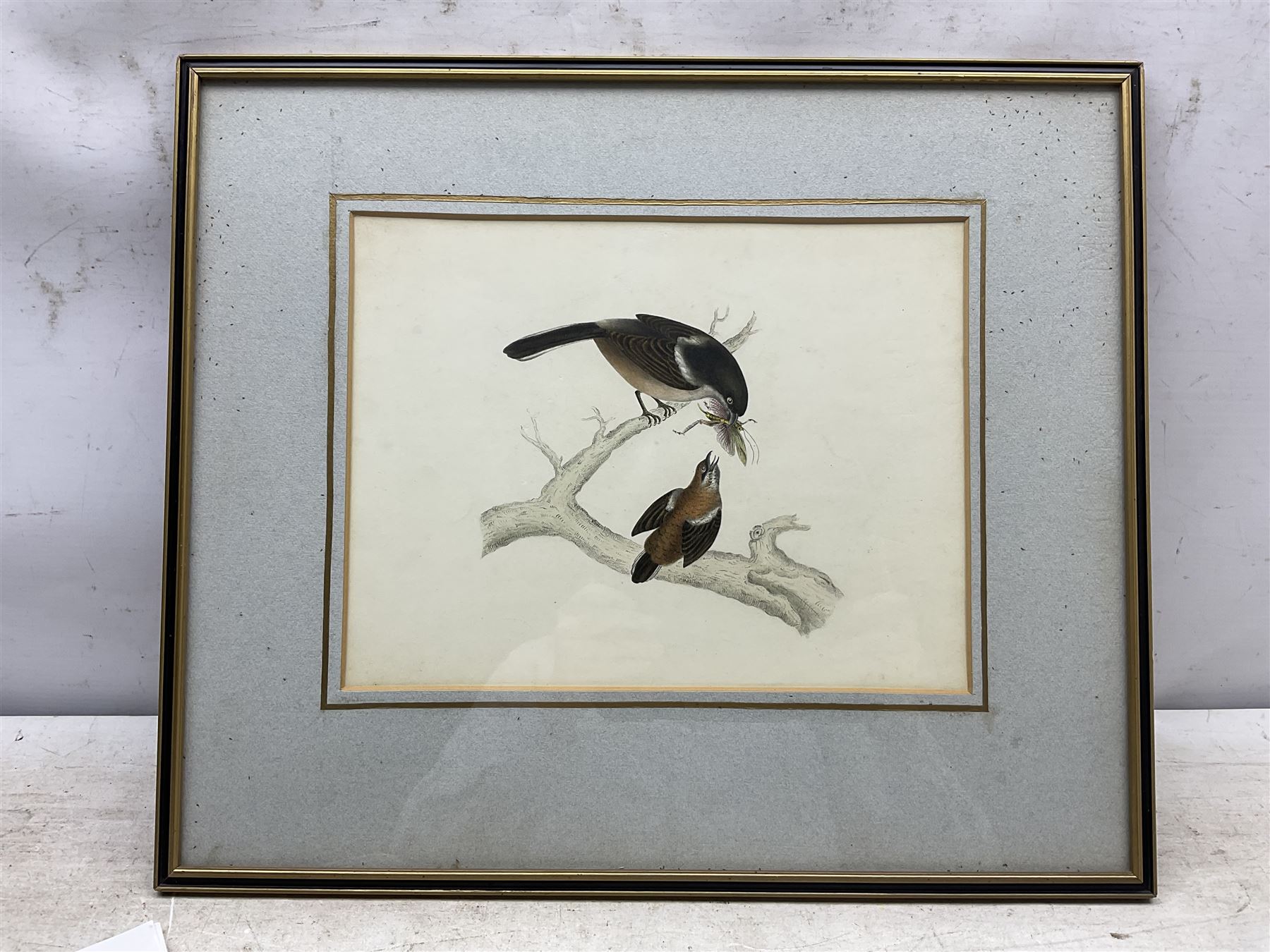 Circle of Prideaux John Selby (British 1788-1867): 'Lanius Collaris (Southern Fiscal) - Female and Young', 19th century pencil and watercolour unsigned, titled and inscribed 'From Sir Jardine and Mr Selby's collection of rare birds' on label verso, 21cm x 28cm 