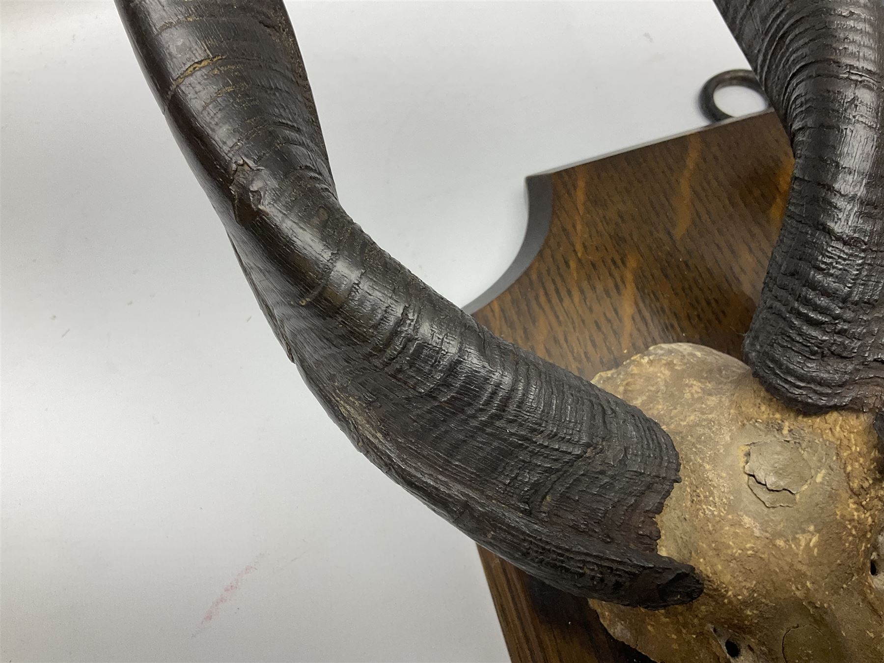 Antlers/horns; Bushbuck (Tragelaphus sylvaticus),  Duiker Buck (Sylvicapra grimmia) and Springbok (Antidorcas marsupialis), three pairs of adult antlers upon an oak shield, shield H38cm 