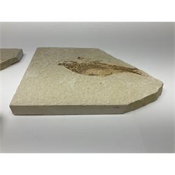 Three fossilised fish (Knightia alta) each in an individual matrix; age; Eocene period, location; Green River Formation, Wyoming, USA, largest matrix H13cm, L18cm
