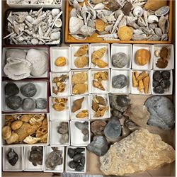 Natural History - A large collection of fossils, mostly comprising fossilised shells, and molluscs, of various size and form, together with a quantity of shells. 