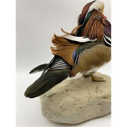 Taxidermy: Mandarin duck (Aix galericulata), modern, by award winning Taxidermist - Carl Church, Pickering, North Yorkshire, a full mount adult perched on a rock, H36cm W35cm.