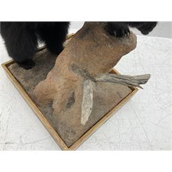 Taxidermy: North American Black Bear (Ursus americanus), full mount juvenile black bear, mounted upon a large faux rock base with natural logs, H122cm