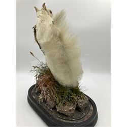 Taxidermy: Victorian cased Red Squirrel (Sciurus vulgaris), full mount holding a hazelnut, upon naturalistic ground, enclosed beneath a period oval glass dome with ebonised base, raised upon four bun feet H44cm D15cm W24cm