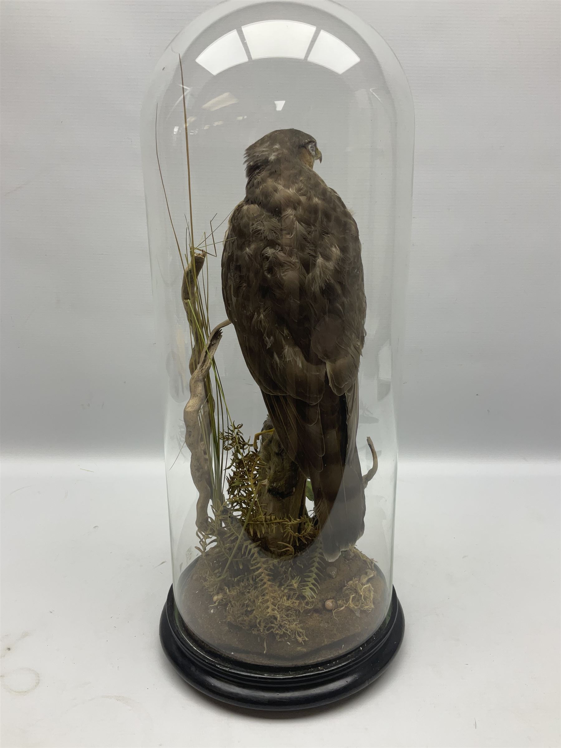 Taxidermy; Victorian European Sparrowhawk (Accipiter nisus), a full mount adult with pray,  perched upon a tree stump amidst a naturalistic setting, encased within a glass dome with an ebonised base, H55cm