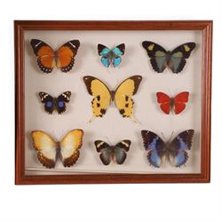 Entomology; Four framed butterfly displays including swallowtail, Blue Charaxes, Indian Oakleaf etc 