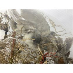 Taxidermy; large Victorian domed taxidermy diorama study of birds, with seventeen specimens including Ring Necked Parakeet, Blue Winged Warbler and Blackbird, the glass dome upon an ebonised wooden base, H77cm, W44cm