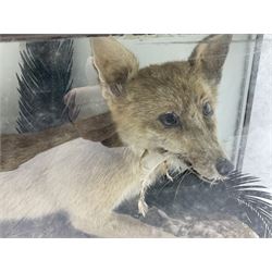 Taxidermy: 19th century cased display Red Fox (Vulpes vulpes) with pray, weasels (Mustela), Great Crested Grebe (Podiceps cristatus), and other birds in a naturalistic setting against a painted backboard, encased within an ebonised three pane display case, H56cm D38cm W113cm