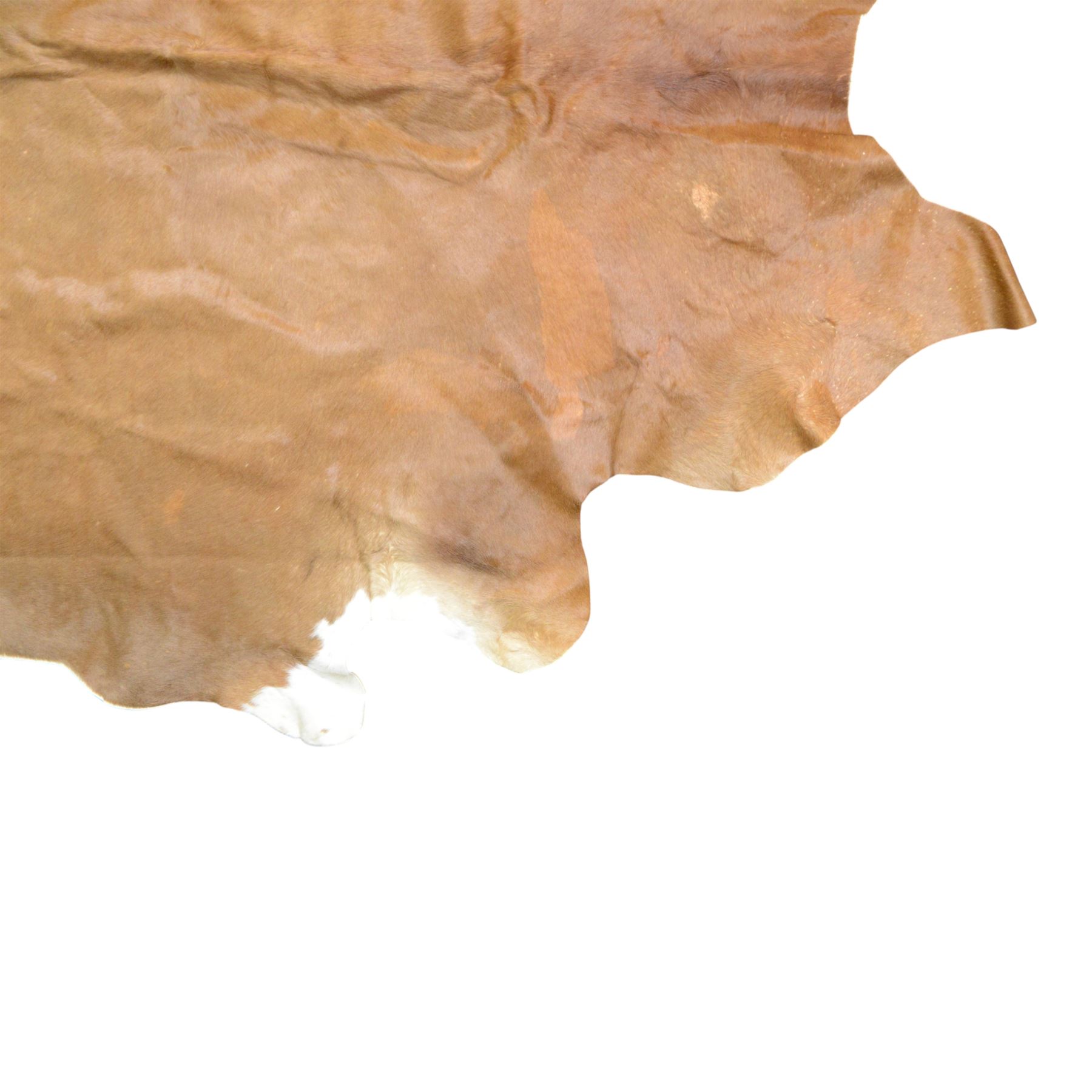 Skins/Hides: cow hide, adult hide rug with brown and white pattern, together with a pair of buffalo horn 