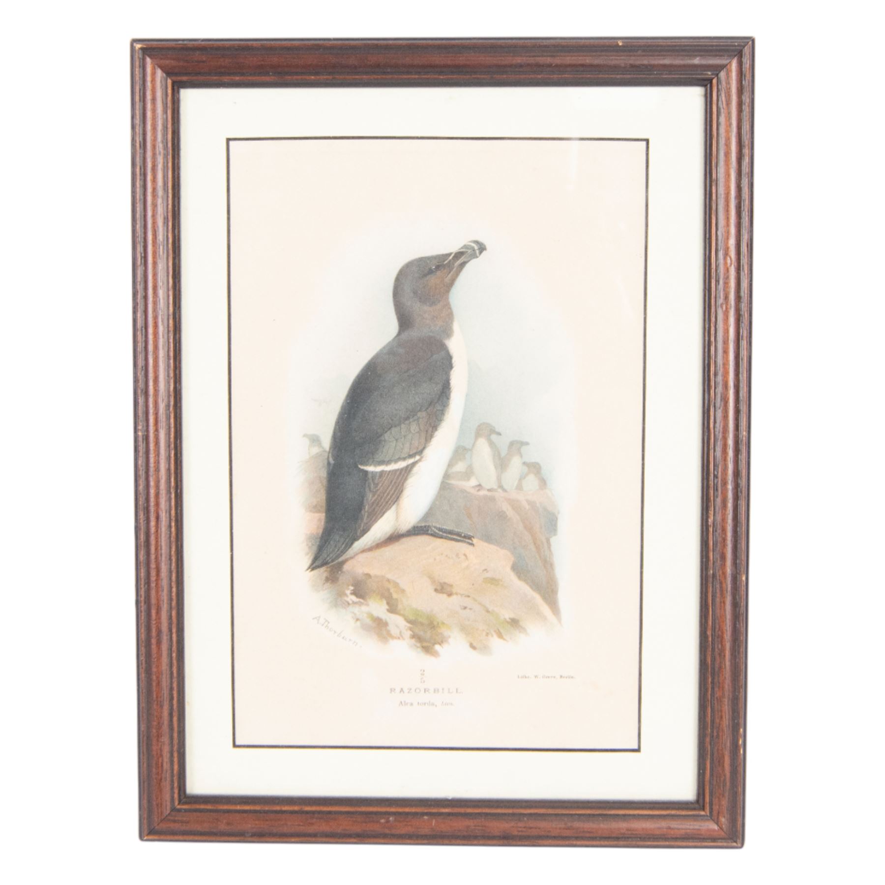 A Thorburn framed print of Razorbill, together with a Victorian book of pressed flowers, W.E Kirby Butterflies and Moths, George Henslow How to Study Wild Flowers etc