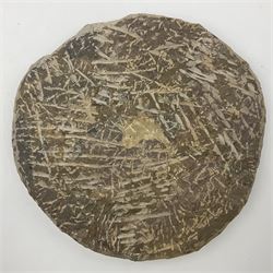 Montage group of trilobites in stone matrix, showing four Crotalocephalina gibba and one Dicranurus monstrosus to the centre, age; Devonian period, location; Morocco, D23cm 