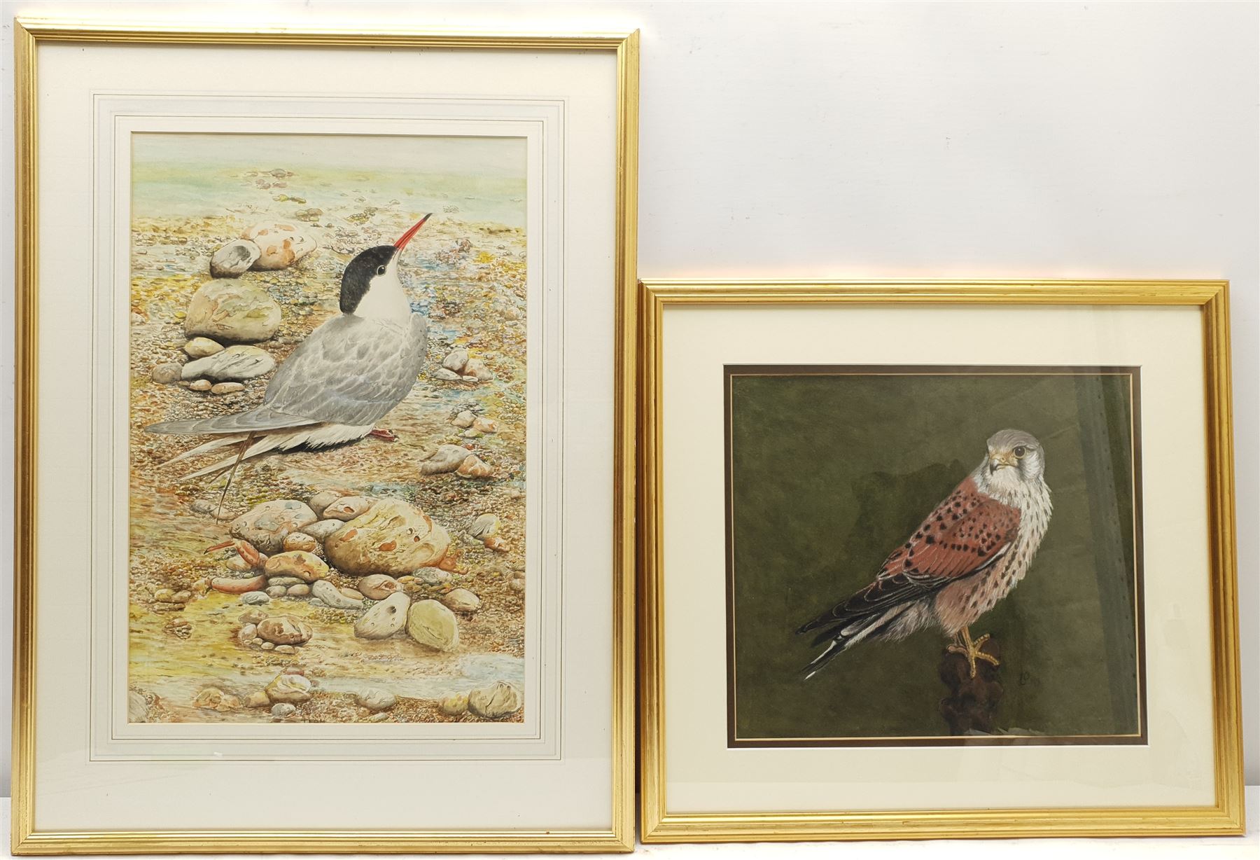 Lorna C Beckett (British late 20th century): 'Kestral', watercolour signed with initials and dated '93, titled verso 30cm x 34cm; Seabird on the Shore, 20th century watercolour indistinctly signed 47cm x 31cm (2)