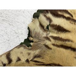 Skins/Hides: Victorian Tiger skin rug (tigris tigris), with green backing with scalloped edges,  L188cm  