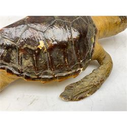 Taxidermy: Hawksbill Sea Turtle (Eretmochelys imbricata), juvenile full mount, beak to shell base L43cm