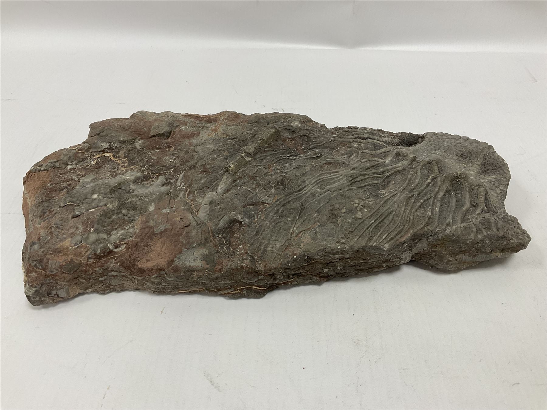 Crinoid sea bed plaque, with partial Scyphocrinites crinoid specimen, age; Silurian period, location; Morocco, L32cm L17cm 