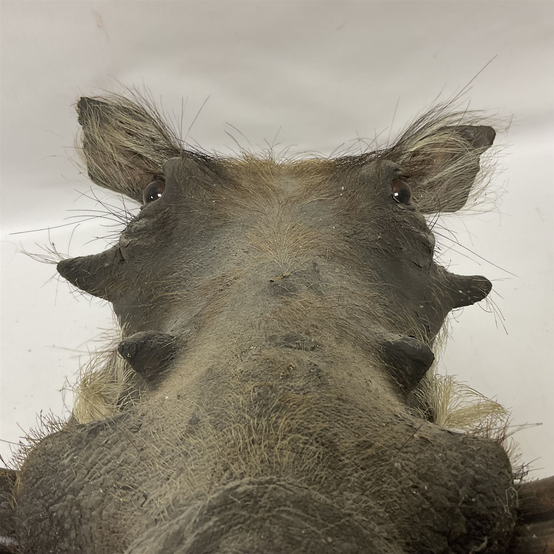 Taxidermy: A Common Warthog (Phacochoerus africanus), a large adult head mount looking straight ahead, D50cm