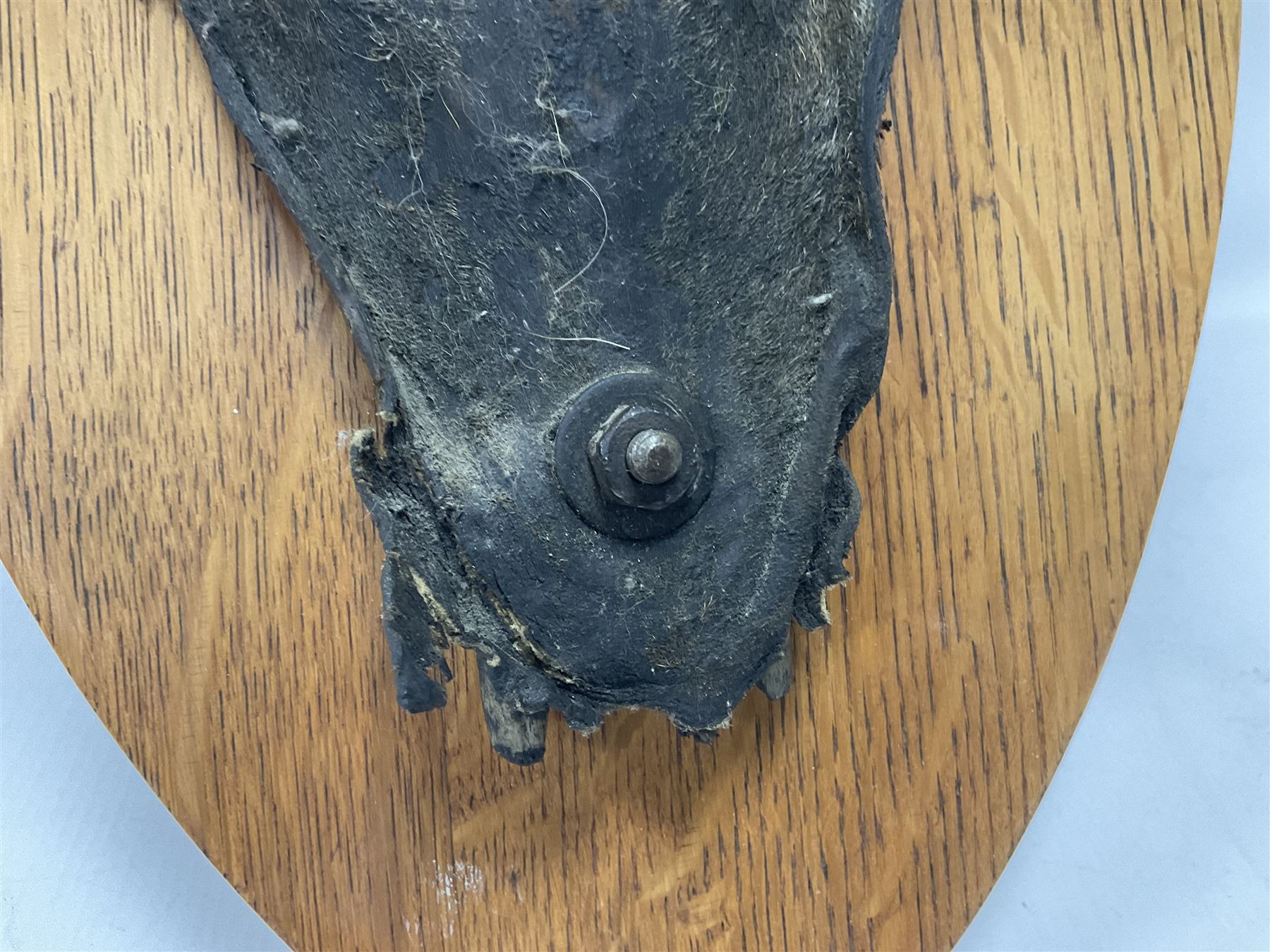 Antlers/Horns: Greater Kudu (Tragelaphus Strepsiceros), Pair of Kudu curved horns on partial skull, mounted on an oak shield, H120cm