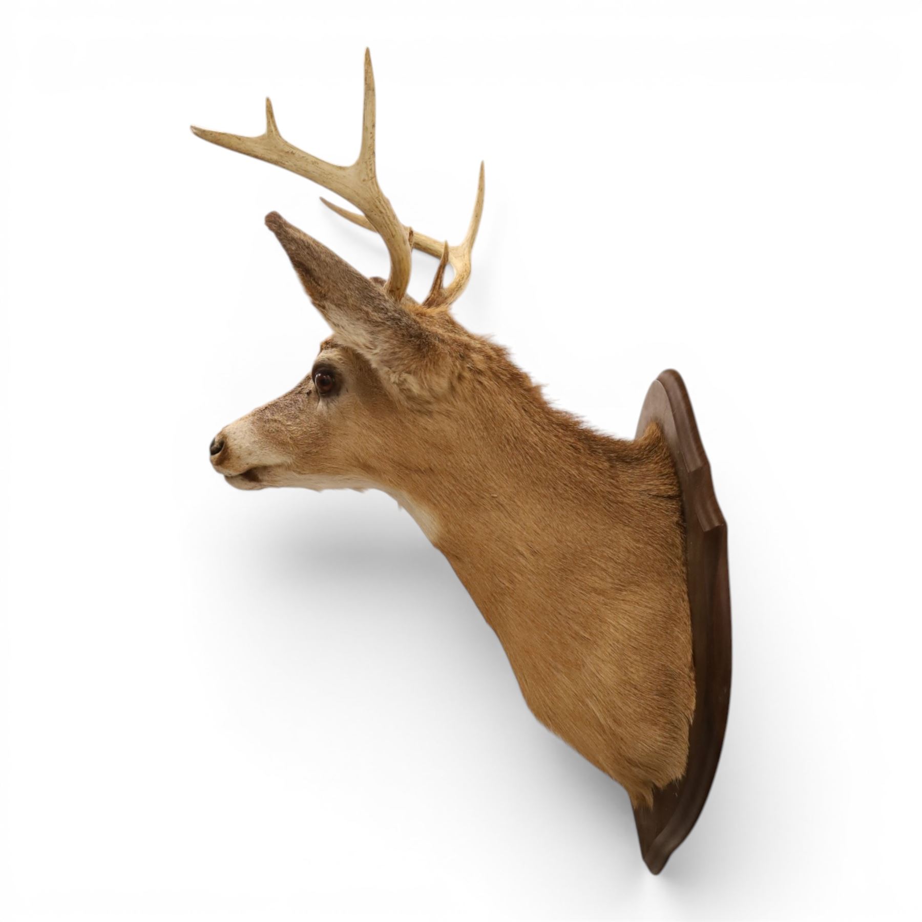 Taxidermy - White-tailed Deer (Odocoileus virginianus), adult male stag shoulder mount looking outward, eight-point antlers mounted on wooden shield, H86cm 