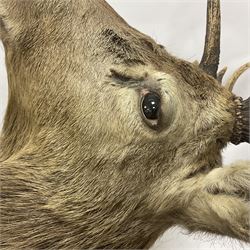 Taxidermy: Red Deer (Cervus elaphus), adult male imperial stag shoulder mount looking straight ahead, eleven point antlers, mounted upon a shaped wooden shield, D65cm