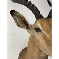 Taxidermy: Common impala (Aepyceros melampus) male, high quality shoulder mount looking straight ahead, H92.5cm.