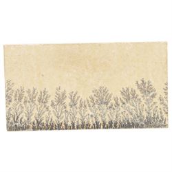 Ammonite cluster, together with Dendrite plaque, green river fossilised fish and other natural science specimens  