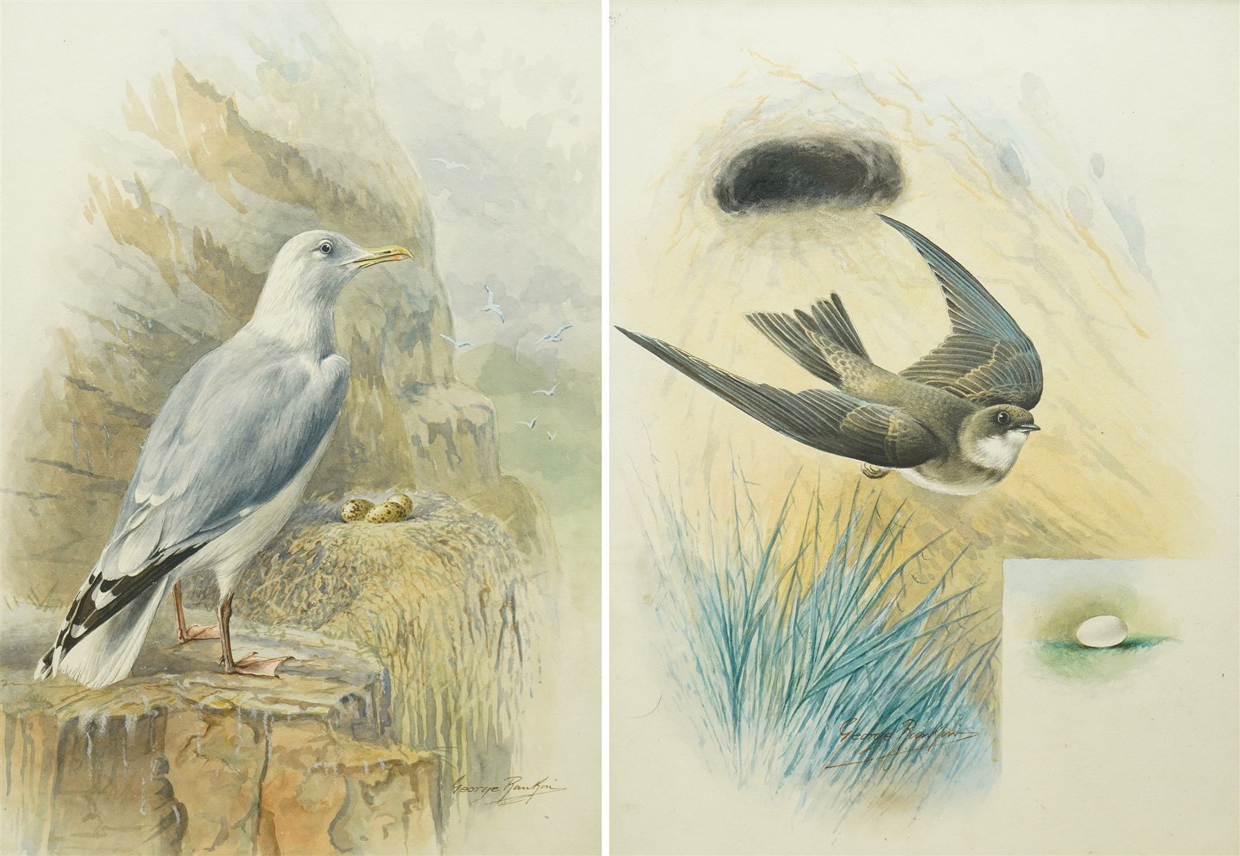 George James Rankin (British 1864-1937): House Martin and Herring Gull, two watercolours signed 33cm x 25cm (2)