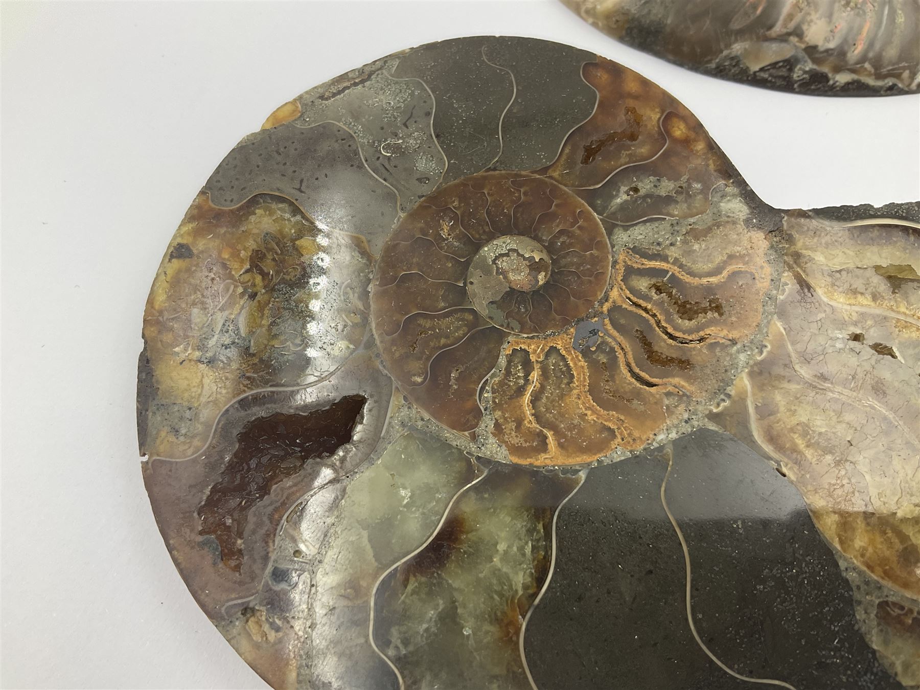 Two ammonite fossil slices, with polished finish, age: Cretaceous period, location: Madagascar, D12cm
