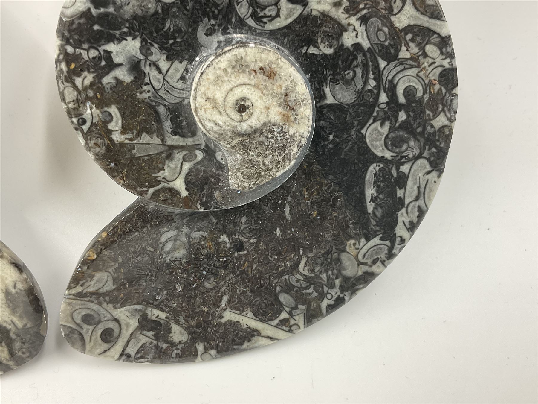 Pair of dishes in the form of ammonites with a raised Goniatite to the centre and Orthoceras and Goniatite inclusions, age: Devonian period, location: Morocco, D11cm