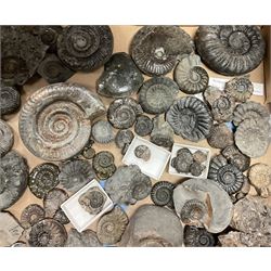 Natural History, A collection of mostly Ammonite fossils, to include a number of large examples, largest approximately W12cm. 