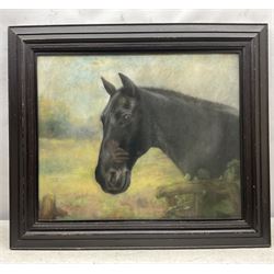 Maud D Heaps (British 1877-1964): Portrait of a Horse, pastel signed 47cm x 57cm 