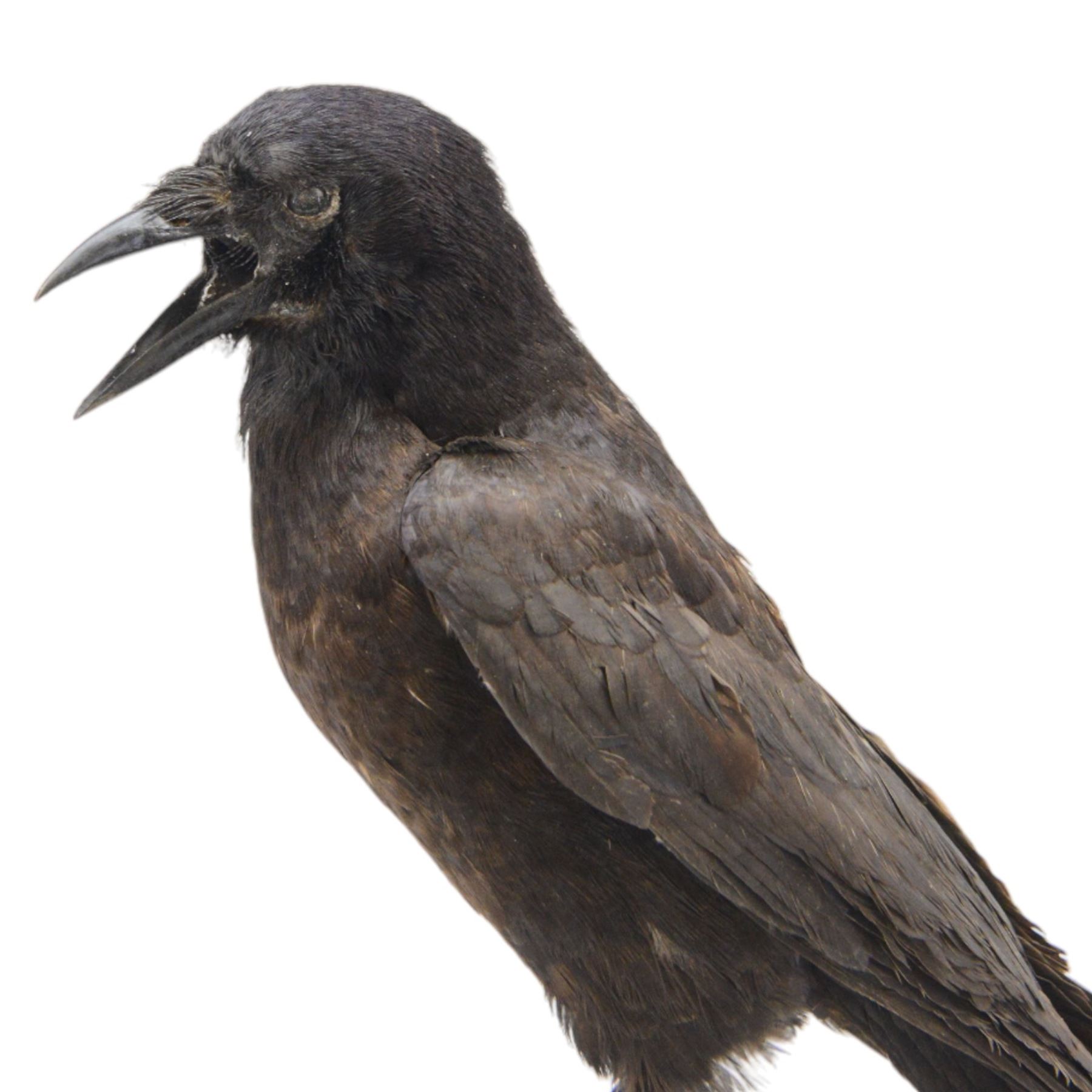 Taxidermy; Cased Carrion Crow (Corvus corone), full adult mount perched upon a branch in a naturalistic setting with roe dear skull to the base, enclosed within glass dome, H52cm